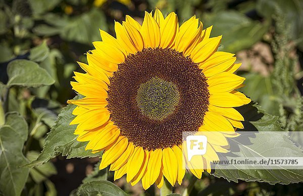 Blühende Sonnenblume (Helianthus annuus)  Sachsen  Deutschland  Europa