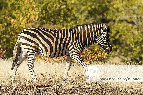 Steppenzebra (Equus quagga)  Mashatu Game Reserve  Tuli Block  Botswana  Afrika