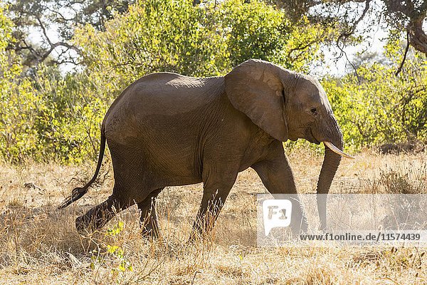 Afrikanischer Elefant (Loxodonta africana)  Buschland  Mashatu Game Reserve  Tuli Block  Botswana  Afrika