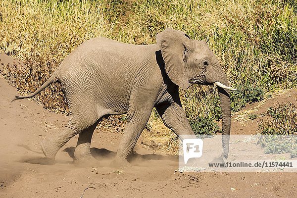 Afrikanischer Elefant (Loxodonta africana)  am trockenen Flussbett  Mashatu Game Reserve  Tuli Block  Botswana  Afrika