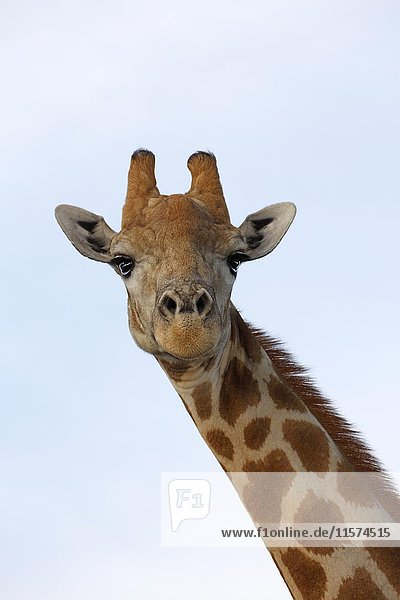 Südafrikanische Giraffe (Giraffa camelopardalis giraffa)  Südafrika  Afrika