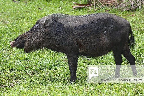 Bartschwein (Sus barbatus)  Bako-Nationalpark  Sarawak  Borneo  Malaysia  Asien