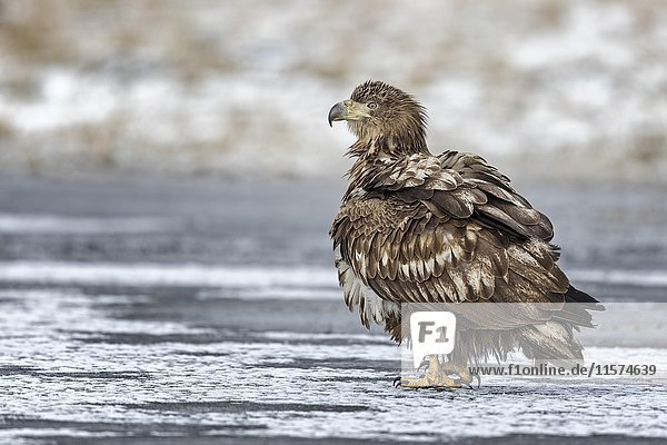 Adler (Haliaeetus albicilla)  Jungvogel auf einem zugefrorenen See  Gostyni?sko-W?oc?awski Park  Polen  Europa