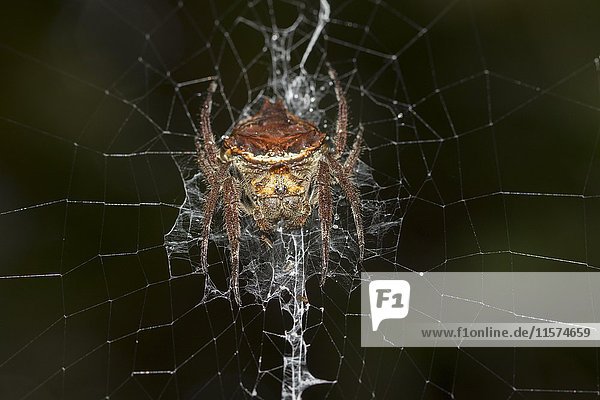 Big spider (Caerostris ecclesiigera) in web in the rainforest  Andasibe National Park  Southern Highlands  Madagascar  Africa