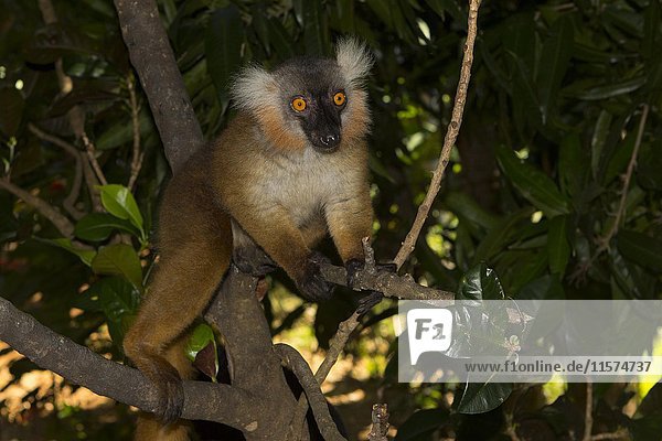 Schwarzer Lemur (Eulemur macaco)  Weibchen  auf der Insel Nosy Komba  Nordwestküste  Madagaskar  Afrika