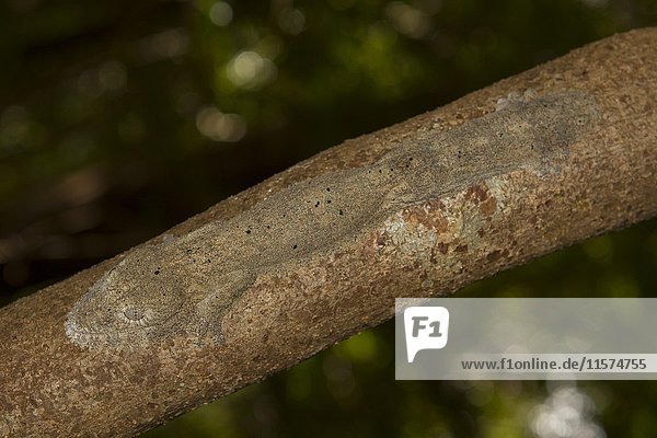 Henkels Blattschwanzgecko (Uroplatus henkeli) getarnt auf Baumstamm im Ankarana Nationalpark  Nordmadagaskar  Madagaskar  Afrika