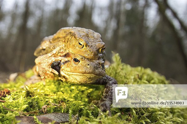 Krötenwanderung (Bufo bufo)  Weibchen transportiert Männchen  Nordhessen  Deutschland  Europa
