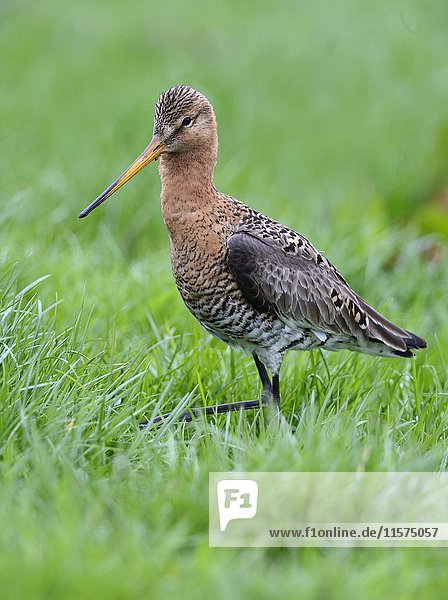 Black-tailed godwit (Limosa limosa) running in meadow  Texel  The Netherlands  Europe
