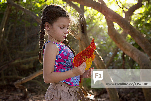 Mädchen sammelt Seegrasblätter (Coccoloba uvifera)  Blowing Rocks Preserve  Jupiter  Florida  USA