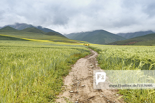 Paddy-Feld  Menyuan  Provinz Qinghai  China