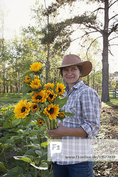 Young woman holding bunch of sunflowers (helianthus) from flower farm field