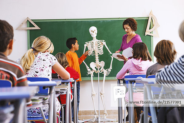 Lehrer und Junge stehen vor der Klasse und betrachten ein Skelett