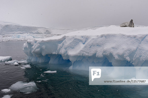 Crabeater seal (Lobodon carcinophaga)  Portal Point  Antarctica
