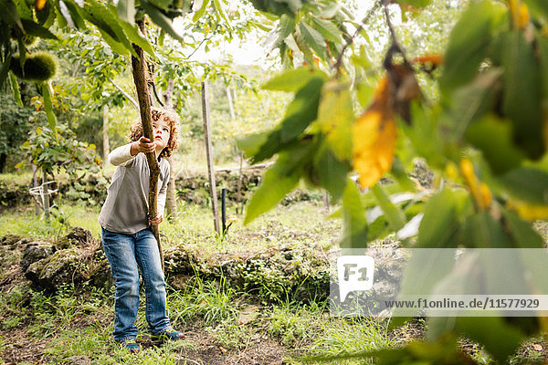 Junge stachelt Kastanienbaum mit Stange in Weinbergswäldern