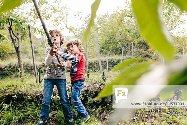 Zwei Jungen  die mit einem Pfahl in Kastanienbäumen in Weinbergswäldern herumstochern