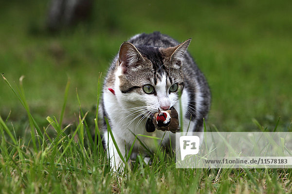 Frankreich  Junge Tigerkatze mit Vogel im Mund