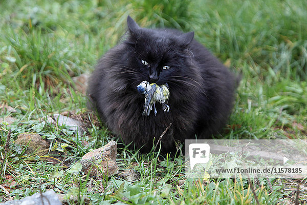 Frankreich  schwarze Katze  Maine Coon  die einen Vogel frisst.