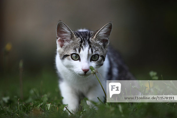 Frankreich Neugierige junge Tabby-Katze auf dem Rasen