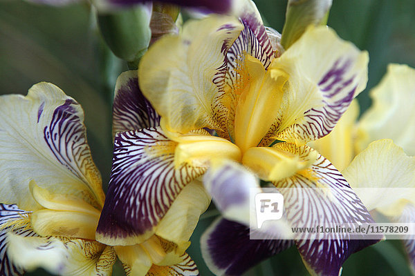 Frankreich Nahaufnahme von gelben und violetten Irisblüten in einem Garten