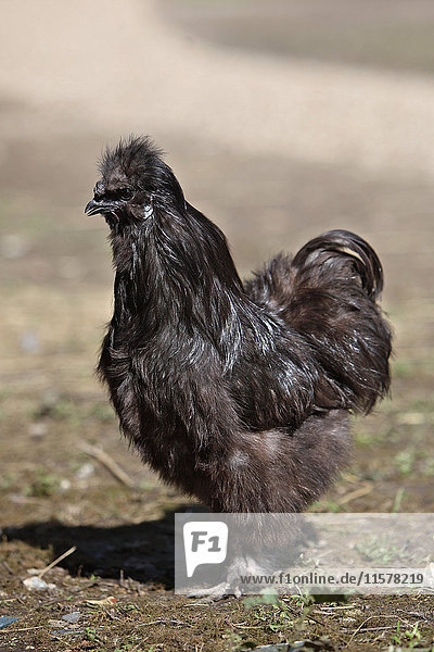 Frankreich  Schwarze Henne  Stiefel-Bantam auf einem Bauernhof.