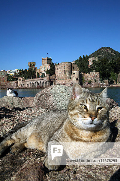 Frankreich  Südostfrankreich  Französische Riviera  Katzen  die die Sonne auf dem Schloss von La Napoule nehmen