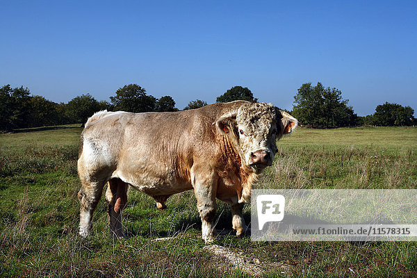 Frankreich Rinderhaltung  Charolais-Bulle  Zuchtbulle