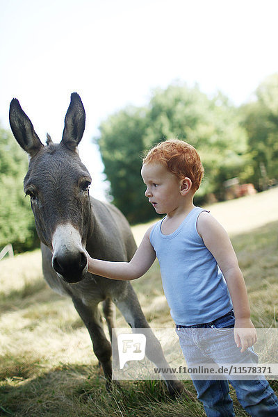 Rothaariger kleiner Junge auf einem Feld  der auf einen Esel schaut  während er ihn streichelt.