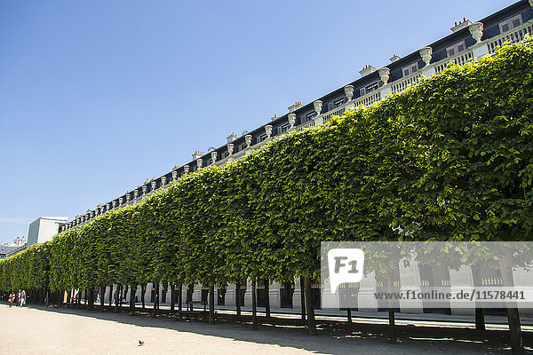 La France. Der Garten des Königspalastes  Paris 75001 und seine Kalksteinlinden