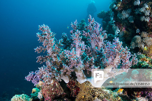 Corals  Red Sea  Marsa Alam  Egypt