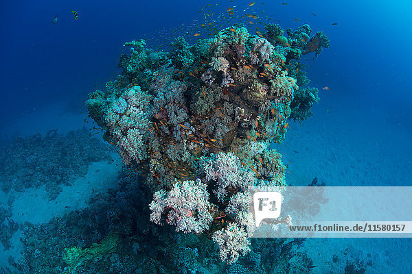 Fischschwarm nach Korallen  Rotes Meer  Marsa Alam  Ägypten