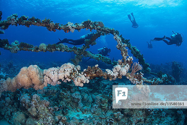 Scuba divers by coral covered shipwreck  Red Sea  Marsa Alam  Egypt