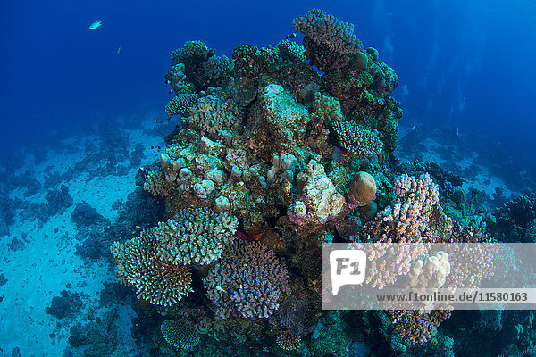 Corals  Red Sea  Marsa Alam  Egypt