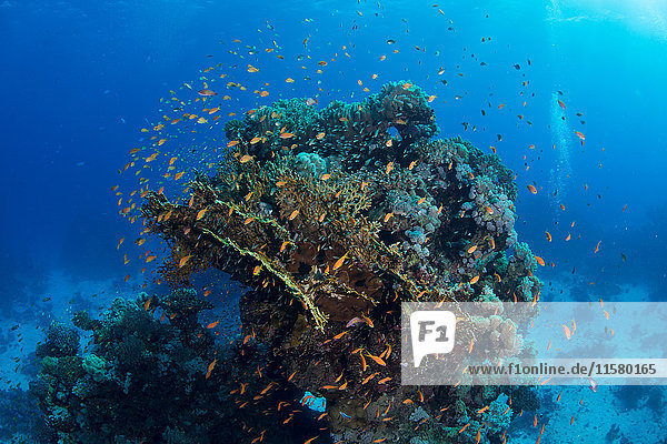 Fischschwarm nach Korallen  Rotes Meer  Marsa Alam  Ägypten