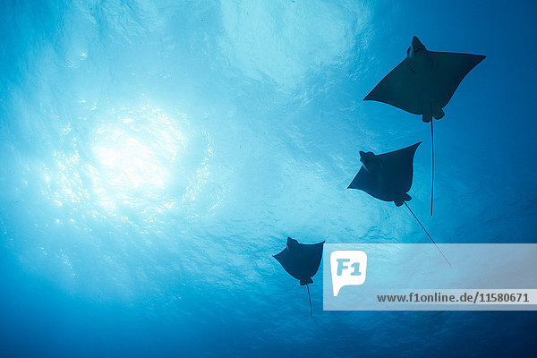 Eagle rays (aetobatus narinari) swimming  underwater view  Cancun  Mexico