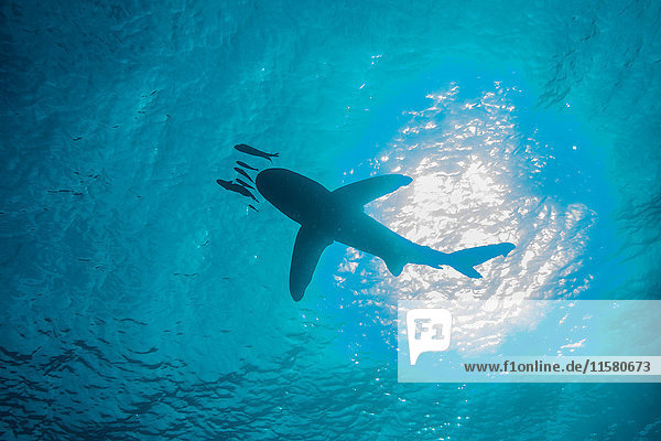 Weiss-Spitzen-Hai (Carcharhinus longimanus) schwimmt mit kleinen Fischen  Niedrigwinkelansicht  Unterwasseransicht  Brothers Island  Ägypten