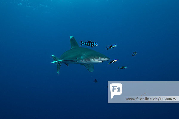 White tip shark (Carcharhinus longimanus) swimming with pilot fish  underwater view  Brothers island  Egypt