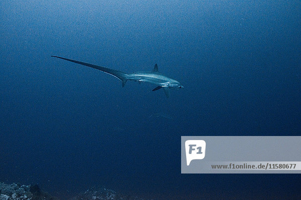 Rare thresher shark (alopias vulpinus)  underwater view  Brothers island  Egypt