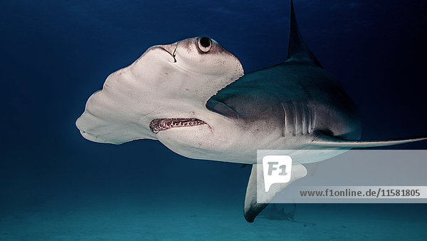 Underwater close up of hammerhead shark