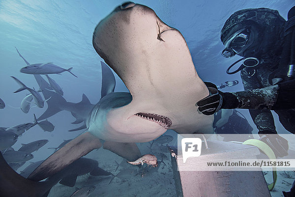 Unterwasseransicht eines Tauchers mit Hand auf Hammerhai