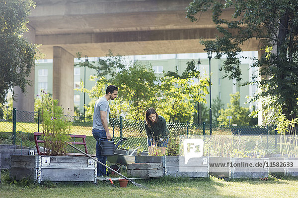 Mid adult couple working in community garden