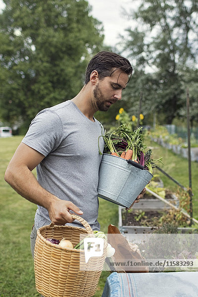 Mittlerer erwachsener Mann mit Eimern voller frisch geerntetem Gemüse im Stadtgarten