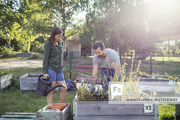 Woman holding watering can while man planting in urban garden