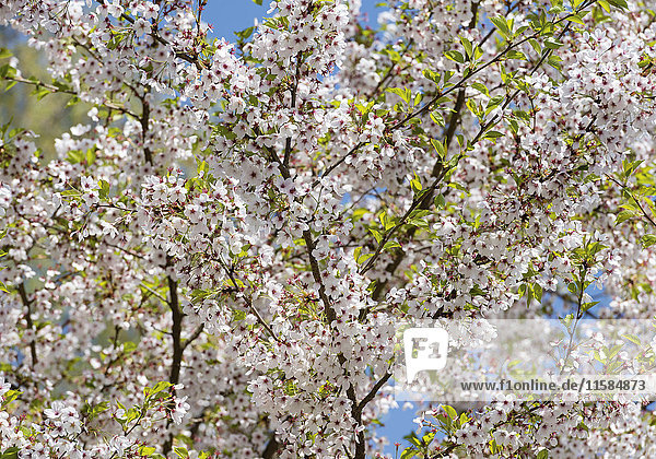 Kirschblüten  Nahaufnahme