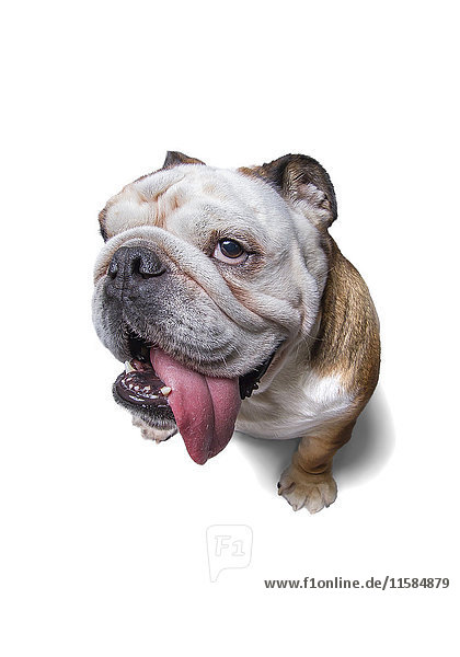Englische Bulldogge schaut in die Kamera  mit heraushängender Zunge