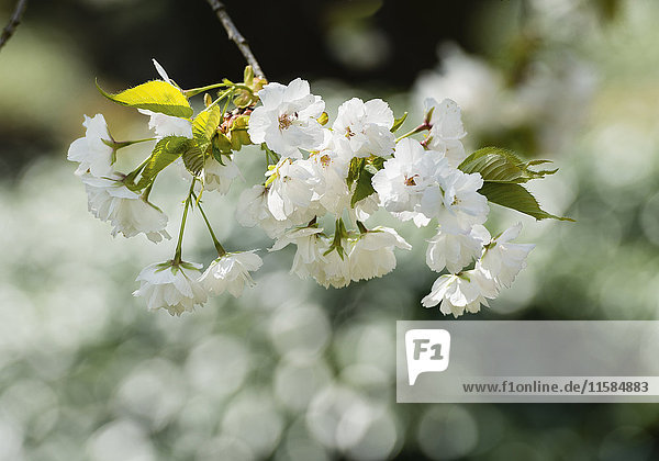 Weiße Kirschblüten  Nahaufnahme