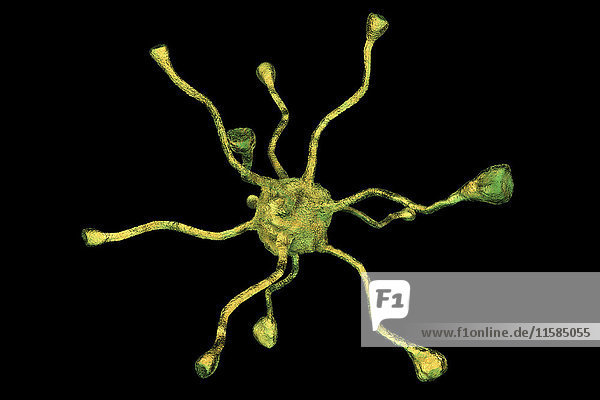 Nervenzelle oder Neuron aus dem menschlichen Gehirn  Computerdarstellung.
