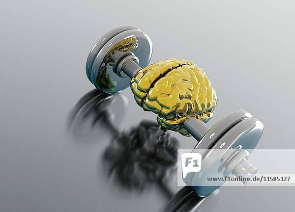 Menschliches Gehirn zwischen Gewichten auf Hanteln  Illustration.