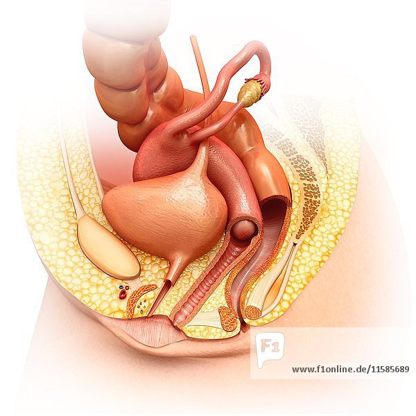 Illustration Of Female Pelvic Anatomy