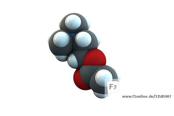 Acetylcholin Neurotransmitter-Molekül. Die chemische Formel lautet C7H16NO2. Die Atome sind als Kugeln dargestellt: Kohlenstoff (grau)  Wasserstoff (weiß)  Stickstoff (blau)  Sauerstoff (rot). Illustration.