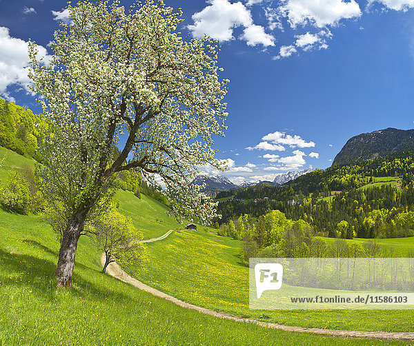 Thierseetal im Frühling  Tirol  Österreich  Europa